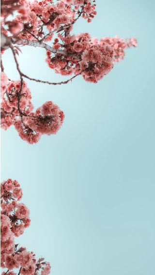 桜と空