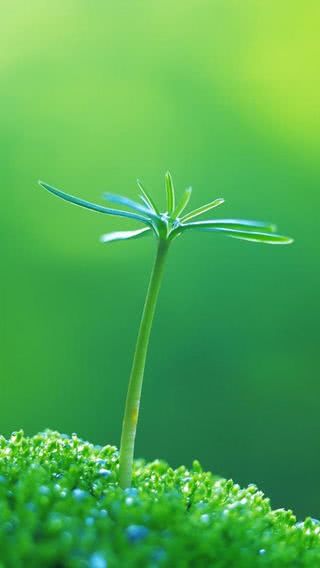 木の芽