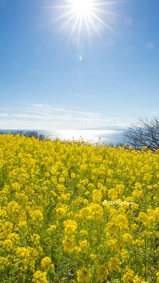 菜の花畑