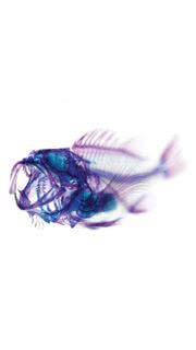 Xray Fish Skeleton Art