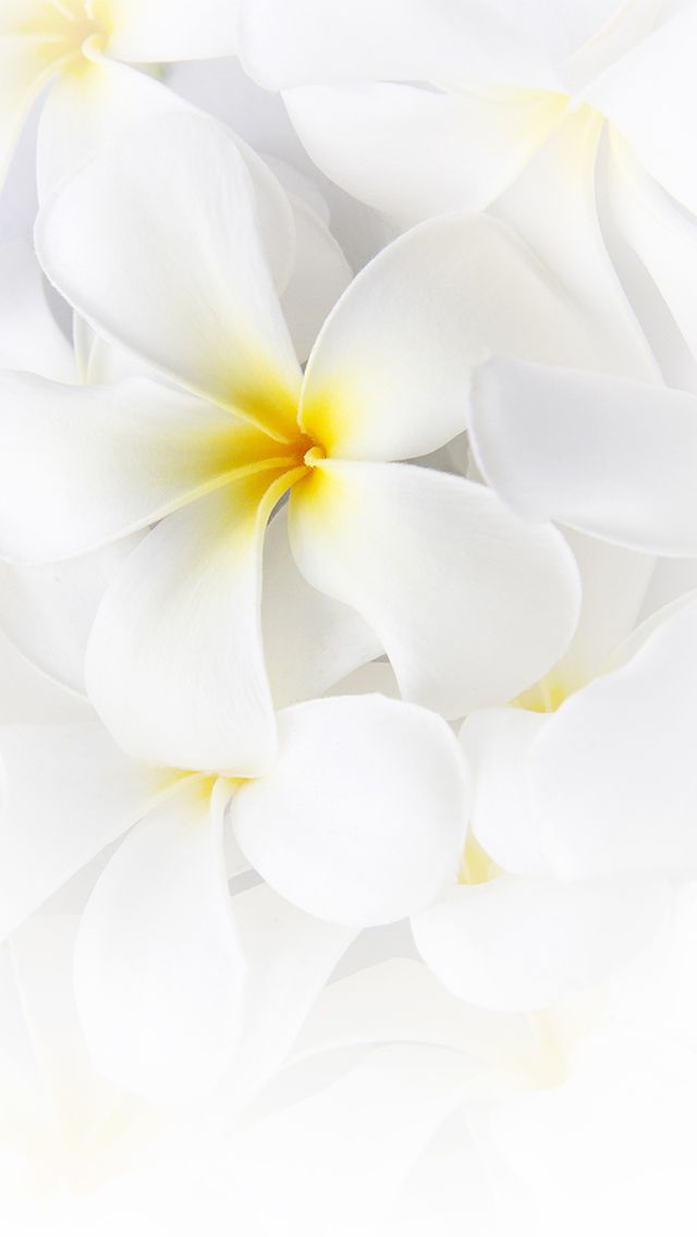 真っ白な花 スマホ壁紙 Iphone待受画像ギャラリー