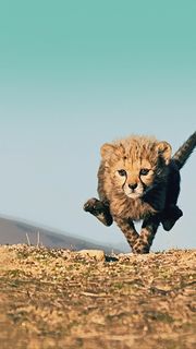 ライオンの子ども | かわいい動物のiPhone壁紙