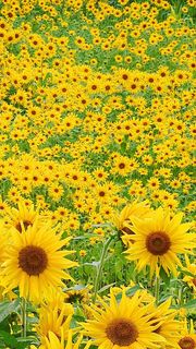 🌻一面に広がるひまわり畑