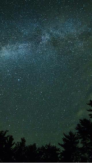 夜の森の星空