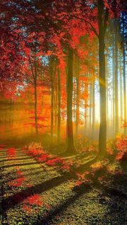 秋の森に朝の光が差し込む