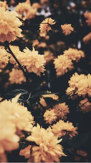 セピア色の花の写真