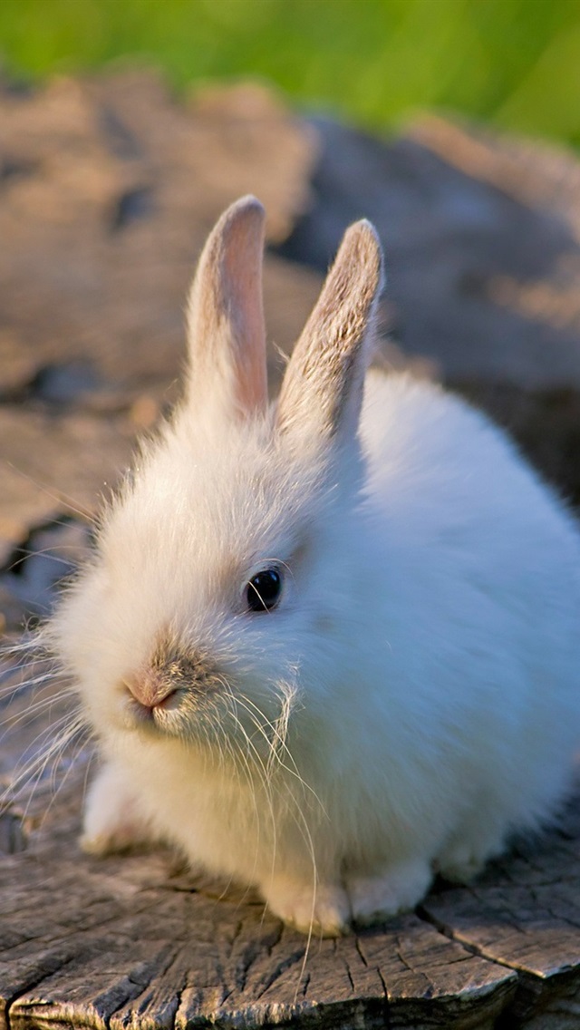 Iphone うさぎ かわいい 壁紙 Iphone うさぎ かわいい 壁紙 最高のディズニー画像