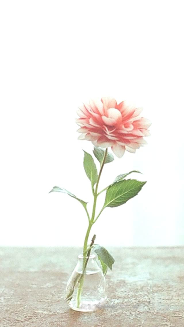 花瓶の花 スマホ壁紙 Iphone待受画像ギャラリー