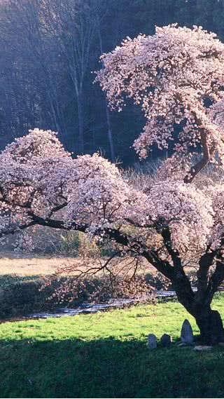 桜