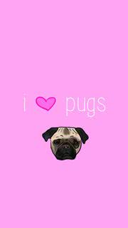 I love pugs | 動物のiPhone壁紙