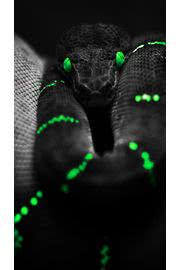 iPhone壁紙dark-snake-iphone-…