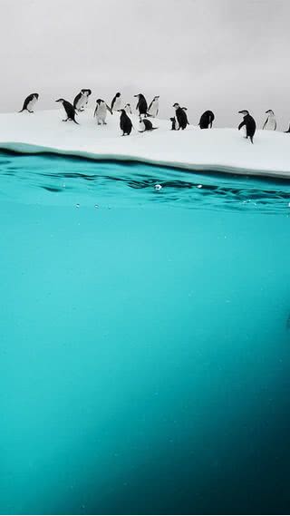 ペンギンの群れ