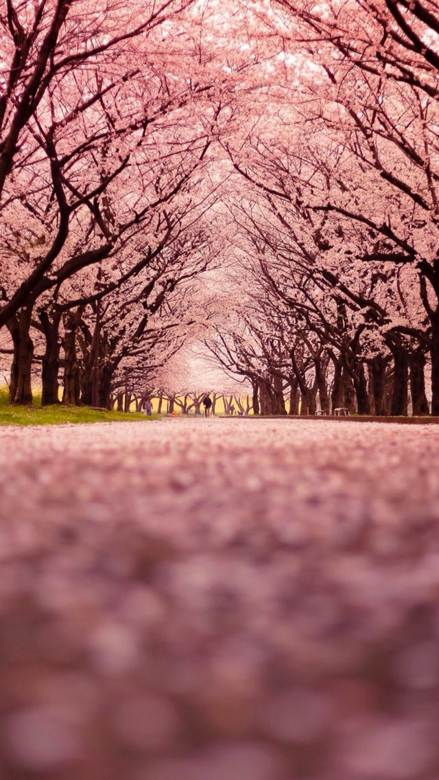 人気52位 春の桜並木 スマホ壁紙 Iphone待受画像ギャラリー