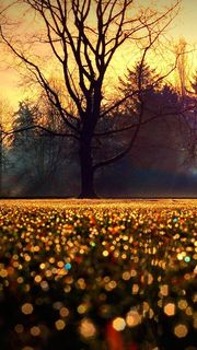 金色に染まる秋の景色