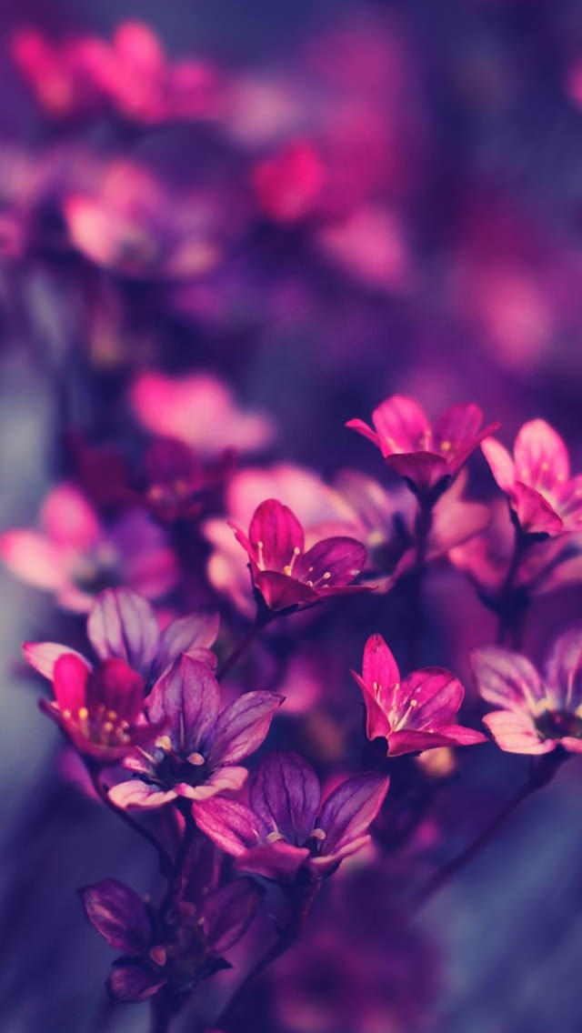 すべての花の画像 ロイヤリティフリーおしゃれ 紫 壁紙 Iphone