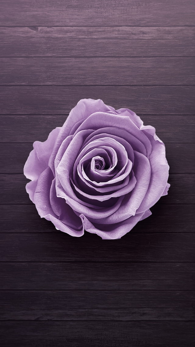 紫色のバラ スマホ壁紙 Iphone待受画像ギャラリー