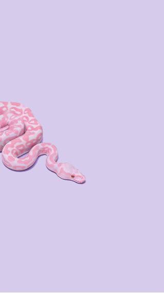ピンク色のヘビ