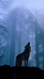 夜の森のオオカミ | 動物のiPhone壁紙