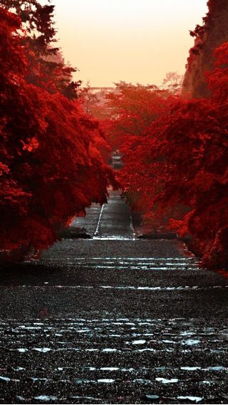 赤い並木道