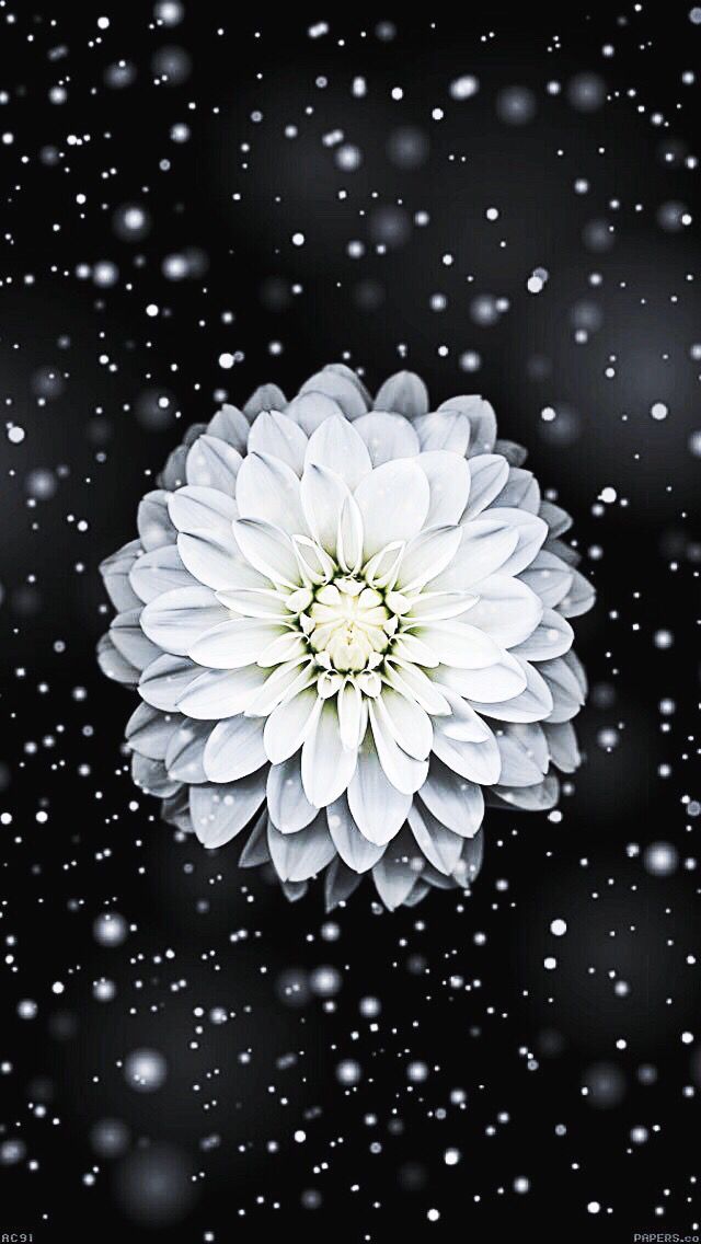 真っ白な花と雪 スマホ壁紙 Iphone待受画像ギャラリー
