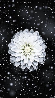 真っ白な花と雪