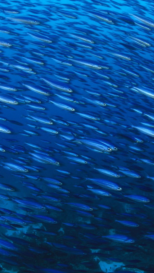 壁紙 魚 魚 海洋 動物 水中 青い海の学校 スマホ壁紙 Iphone待