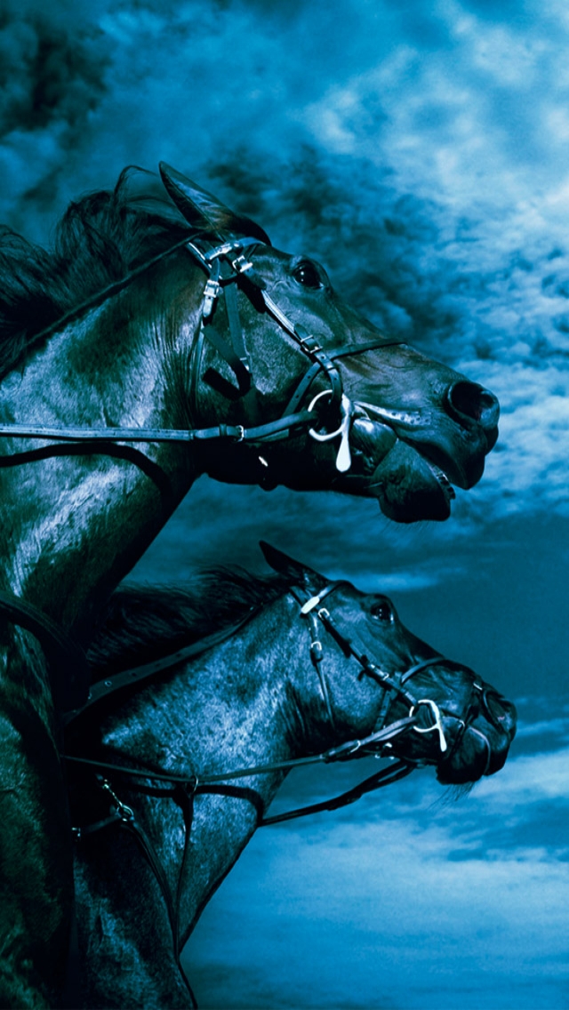 Racing Horses I | Animal photography, Horse racing, Horse photography