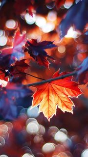 Creative Autumn Wallpaper