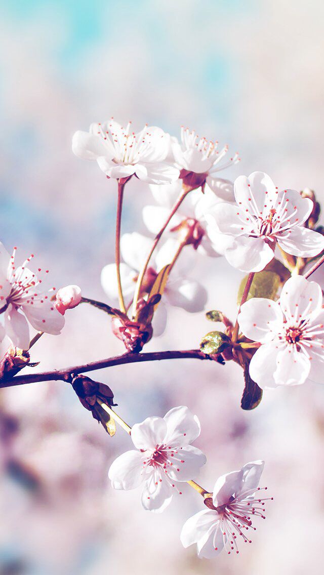 桜の花 春のiphone壁紙 スマホ壁紙 Iphone待受画像ギャラリー