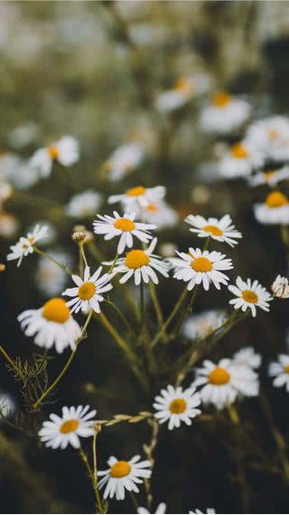 デイジーの花