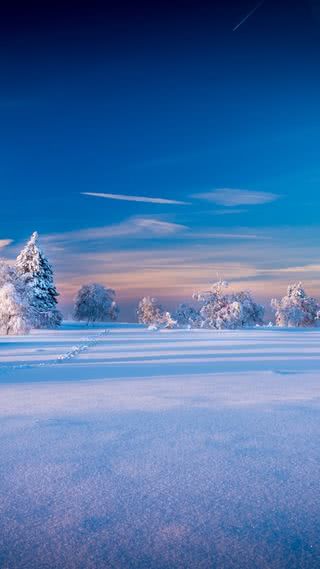 雪原