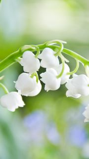 白いすずらんの花