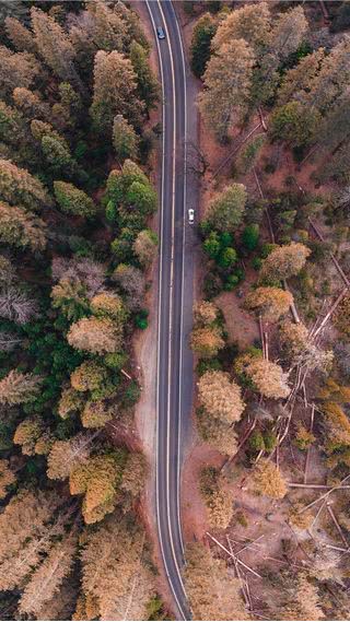 森の道路