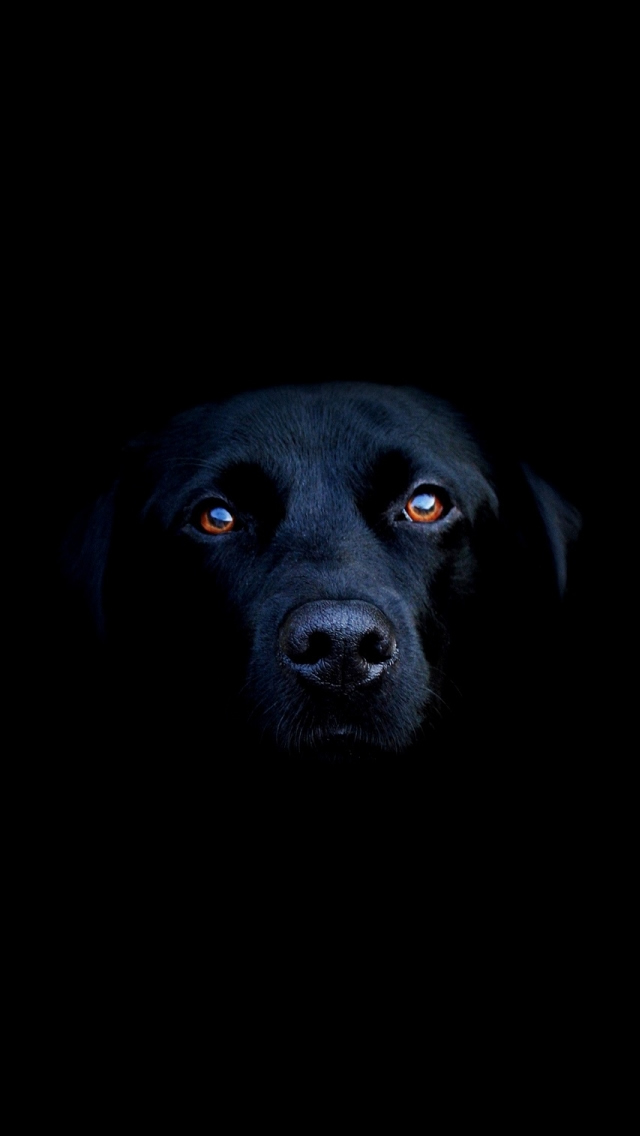 Black Dog Iphone 5s Wallpaper Download Ipad Wallpapers Amp Iphone Wallpapers One Stop Download スマホ壁紙 Iphone待受画像ギャラリー