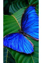 iPhone壁紙Blue Butterfly iPh…