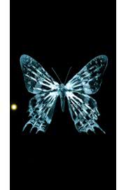 iPhone壁紙Butterfly fringe i…