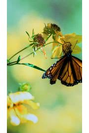 iPhone壁紙Butterfly on Flowe…