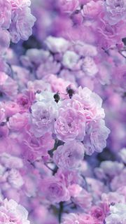 【191位】たくさんの花  | 可愛いiPhone壁紙