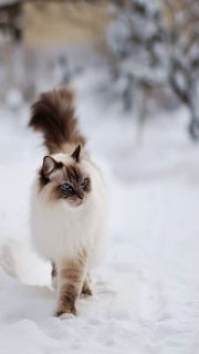 雪の上のネコ