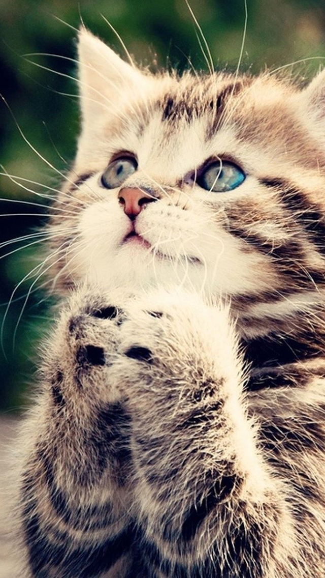 猫 画像 かわいい 無料 猫好きにはたまらない 超かわいい猫画像３０選