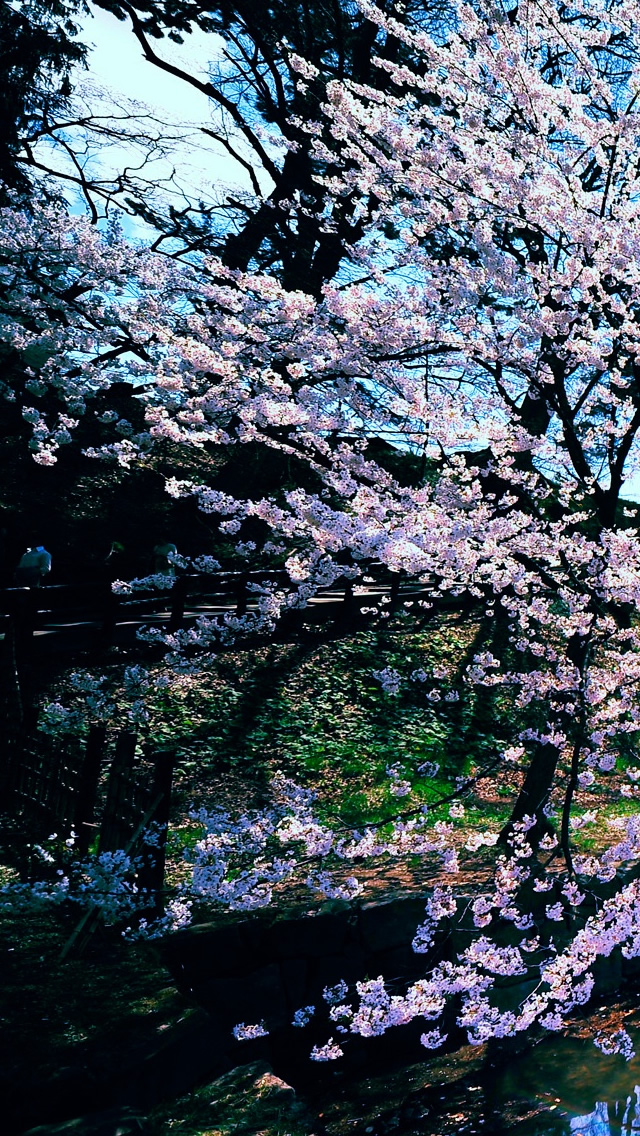 50 素晴らしい桜 Iphone 壁紙 最高の花の画像