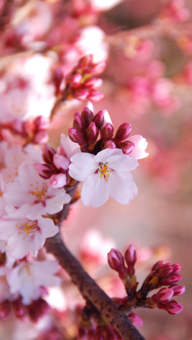 桜の花 スマホ壁紙 Iphone待受画像ギャラリー