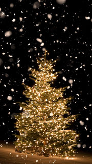 夜に輝くクリスマスツリー