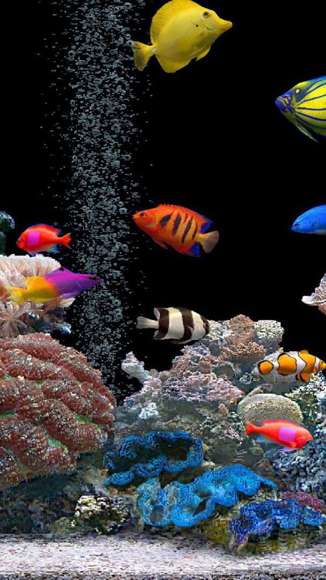トロピカルな熱帯魚の水槽 スマホ壁紙 Iphone待受画像ギャラリー