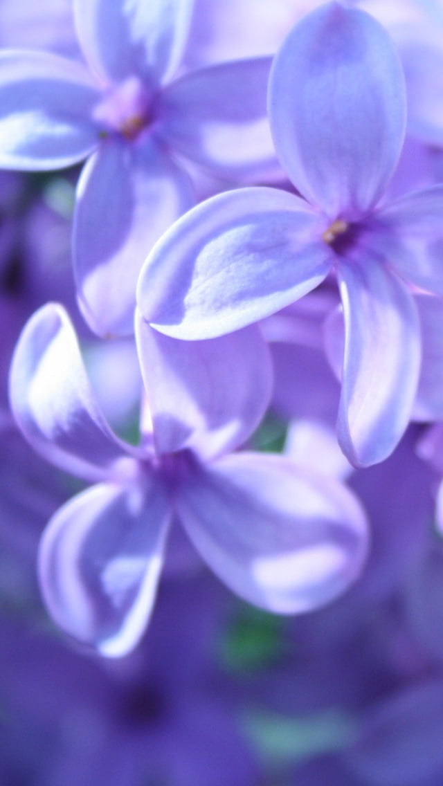 紫色の花 スマホ壁紙 Iphone待受画像ギャラリー