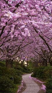 桜 花の壁紙