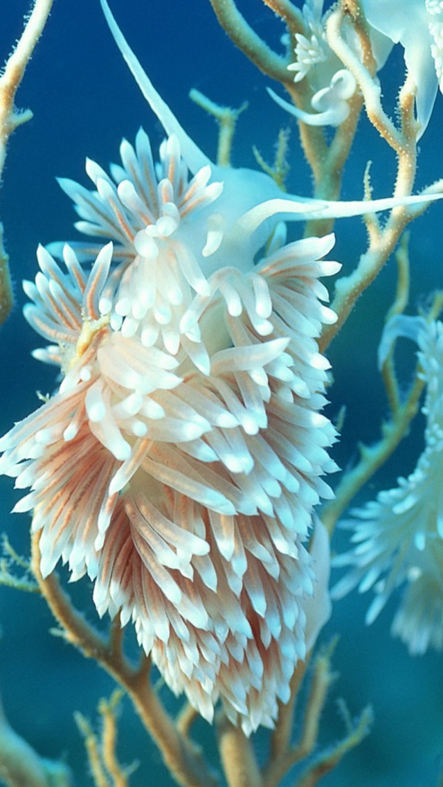 Coral Gambar  Gambar Anemon  Karang Wallpaper 19 1136x640 