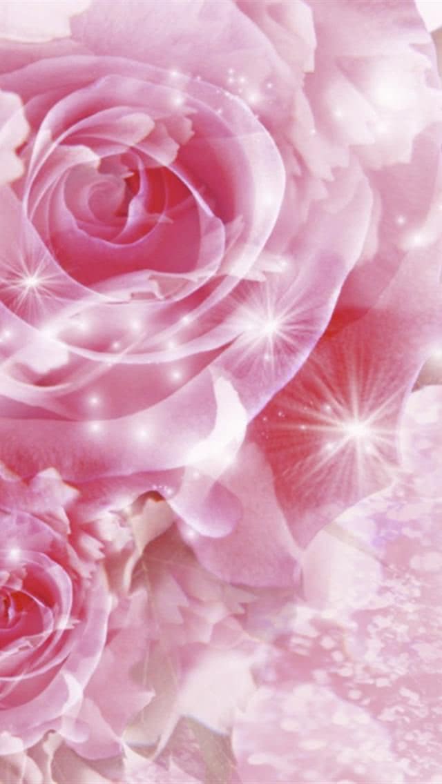 ピンク色の薔薇 スマホ壁紙 Iphone待受画像ギャラリー