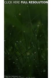 iPhone壁紙Dew on Grass iPhon…