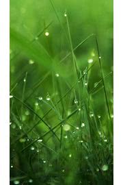 iPhone壁紙Dew on Grass iPhon…